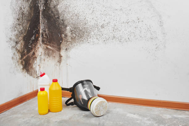 Best Best Mold Removal Companies  in Yosemite Valley, CA