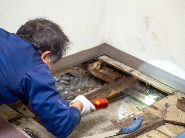 Best Toxic Mold Removal  in Yosemite Valley, CA