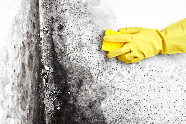 Best Mold Remediation  in Yosemite Valley, CA