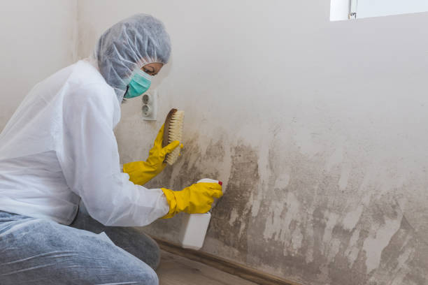 Best Black Mold Removal  in Yosemite Valley, CA