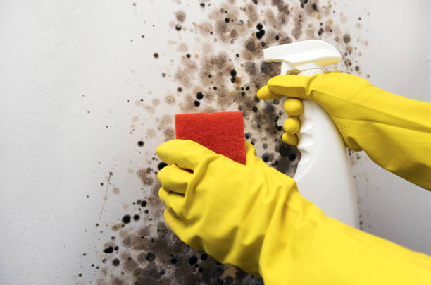 Best Water Damage Restoration  in Yosemite Valley, CA