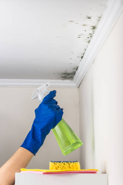 Attic Mold Removal in Yosemite Valley, CA