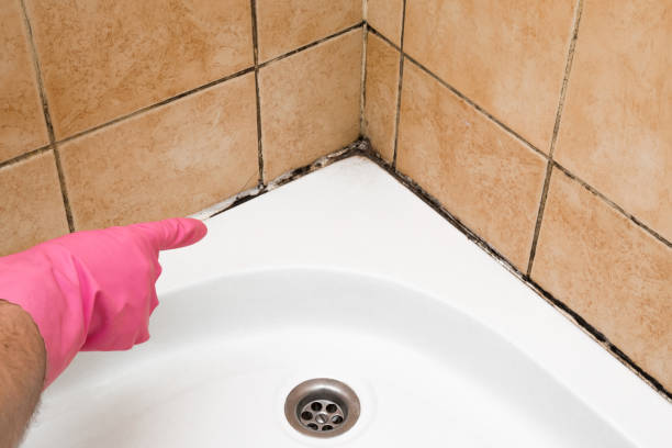 Best Commercial Mold Removal  in Yosemite Valley, CA