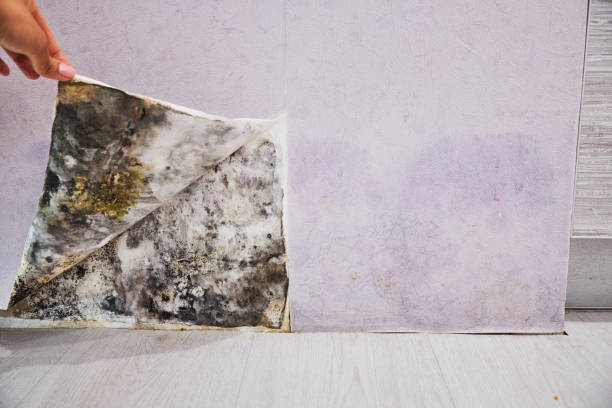 Best Same-Day Mold Removal  in Yosemite Valley, CA